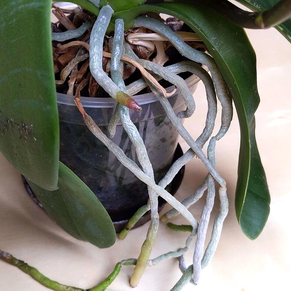 Phalaenopsis aerial roots above a pot, including a rounded colored tip and silver outer surfaces