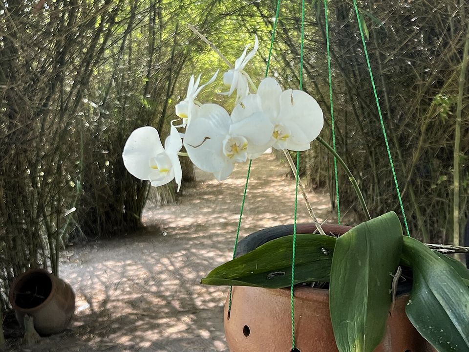 A white Phalaenopsis orchid flowering in a hanging pot