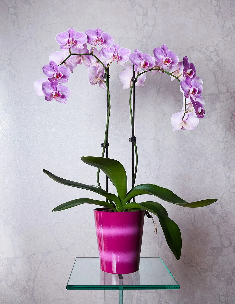 A Phalaenopsis with two developed flowering stems supported by dark stakes
