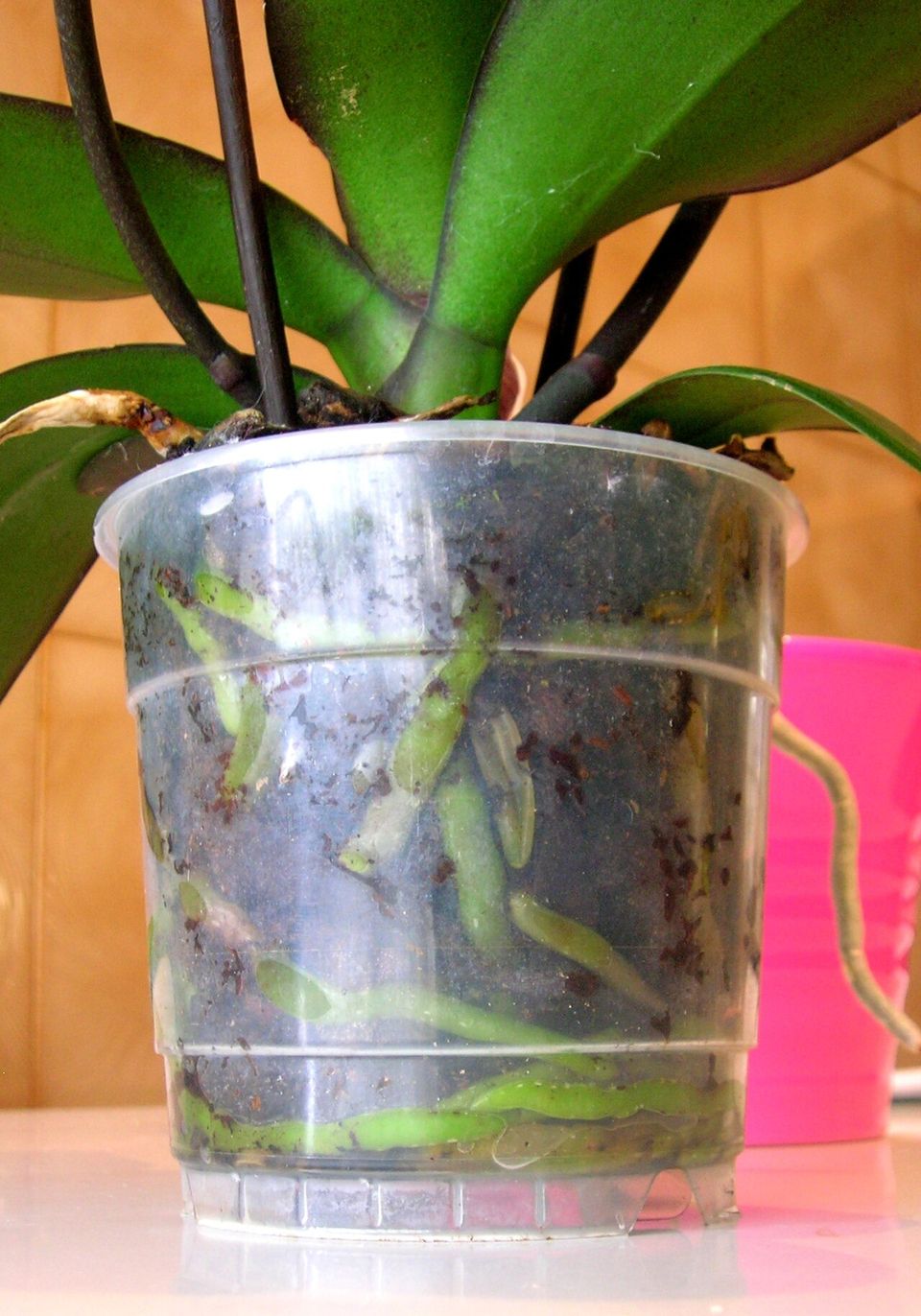 Roots visible through a translucent Phalaenopsis pot